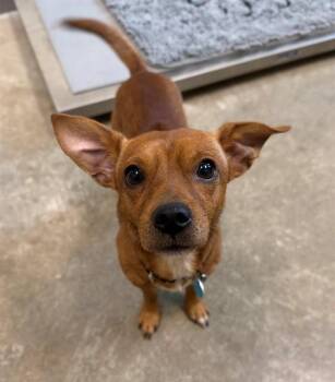 TIM TAM -  Chihuahua and Mixed Breed Dog for Adoption in Leesburg, Virginia - TIM TAM | PetCurious