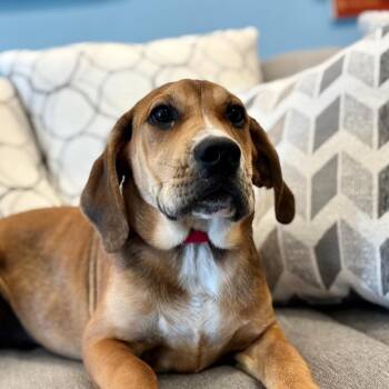 Gretel -  Mixed Breed Dog for Adoption in Park City, Utah - Gretel | PetCurious