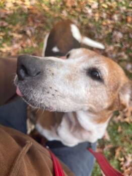 Rescue Hound Dogs for Adoption in Conway, South Carolina - Meet Laney — The Brave Senior Tripod Hound Who’s Ready For Her H | PetCurious
