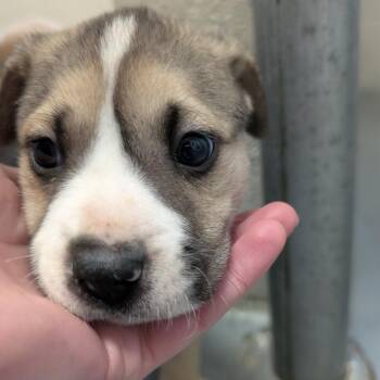 Labrador Retriever and Husky Dogs Available for Adoption - Ravi | PetCurious