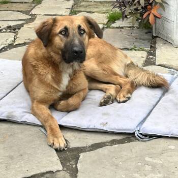 FINN -  Retriever and Shepherd Dog for Adoption in Elyria, Ohio - FINN | PetCurious