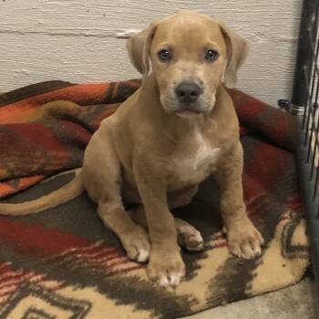 Rescue Terrier Dogs for Adoption in Clanton, Alabama - Thacker | PetCurious