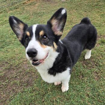 Jenkins -  Corgi Dog for Adoption in Colleyville, Texas - Jenkins | PetCurious