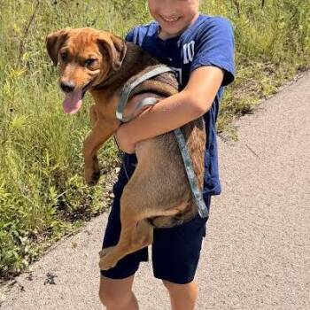 River -  Labrador Retriever Dog for Adoption in South Elgin, Illinois - River | PetCurious