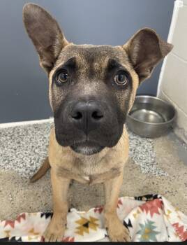 Belgian Shepherd Malinois Dogs Available for Adoption - Gabby | PetCurious