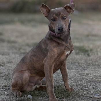 Rescue Mixed Breed Dogs for Adoption in Rockville, Maryland - Mr. Pickles | PetCurious