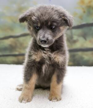 Aussie Puppies -- Poseidon -  Australian Shepherd Dog for Adoption in Casa Grande, Arizona - Aussie Puppies -- Poseidon | PetCurious