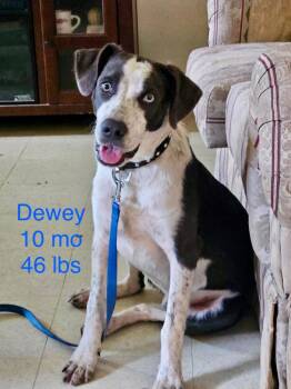 Dewey -  Border Collie Dog for Adoption in South Kingstown, Rhode Island - Dewey | PetCurious