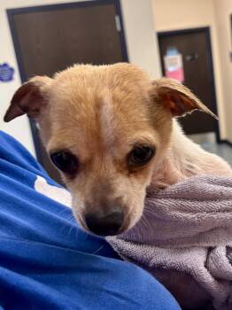 Patchy -  Chihuahua Dog for Adoption in Portland, Indiana - Patchy | PetCurious