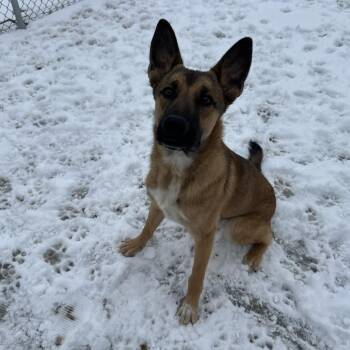 Shepherd Dogs Available for Adoption - Bolt | PetCurious