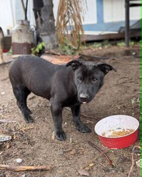 Stella -  Labrador Retriever Dog for Adoption in San Diego, California - Stella | PetCurious