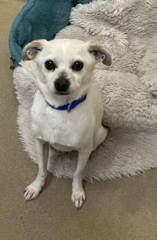 Chihuahua Dogs Available for Adoption - Rocky 48962 | PetCurious