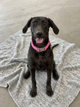 **BELLINI** -  Black Labrador Retriever Dog for Adoption in North Prairie, Wisconsin - **BELLINI** | PetCurious