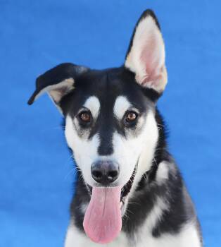 Siberian Husky Dogs Available for Adoption in Pasadena, California - YIPPEE | PetCurious