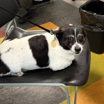 Blanquita -  Chihuahua Dog for Adoption in Philadelphia, Pennsylvania - Blanquita | PetCurious