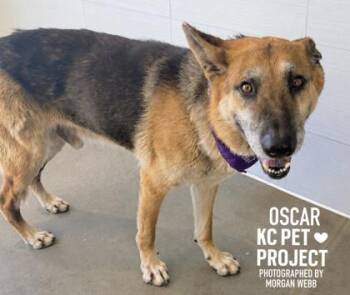 Oscar -  German Shepherd Dog and Mixed Breed Dog for Adoption in Kansas City, Missouri - Oscar | PetCurious
