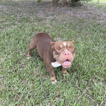 Moto Moto -  English Bulldog Dog for Adoption in Carencro, Louisiana - Moto Moto | PetCurious