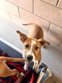 Blanche -  Mixed Breed Dog for Adoption in Morristown, New Jersey - Blanche | PetCurious