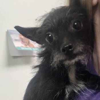 Chuffed -  Mixed Breed Dog for Adoption in Charleston, West Virginia - Chuffed | PetCurious