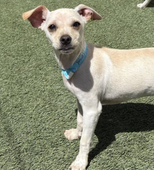 Rescue Chihuahua Dogs for Adoption in New York, New York - Francis | PetCurious