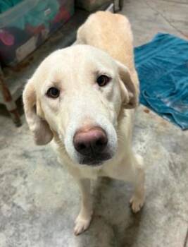 Marble -  Labrador Retriever and Mixed Breed Dog for Adoption in Lampasas, Texas - Marble | PetCurious
