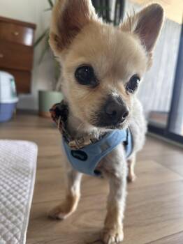 Pomeranian Dogs Available for Adoption in Denver, Colorado - Bigsby | PetCurious