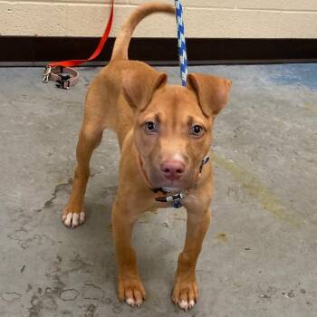Gizmo -  Mixed Breed Dog for Adoption in Memphis, Tennessee - Gizmo | PetCurious