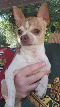 Rescue Chihuahua and Mixed Breed Dogs for Adoption in Fort Worth, Texas - Pinto | PetCurious