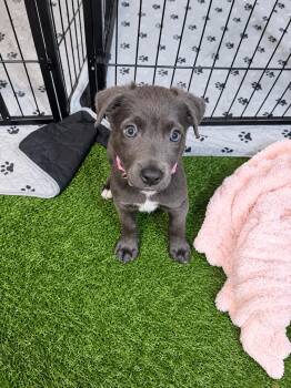 Martina McBride -  Labrador Retriever and Pit Bull Terrier Dog for Adoption in Lutz, Florida - Martina McBride | PetCurious
