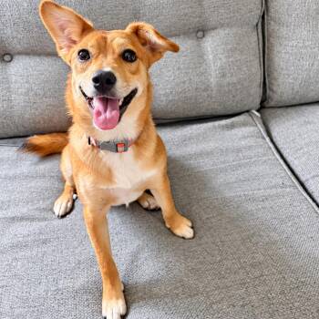 CT Diane -20lbs -  Terrier and Mixed Breed Dog for Adoption in Stormville, New York - CT Diane -20lbs | PetCurious