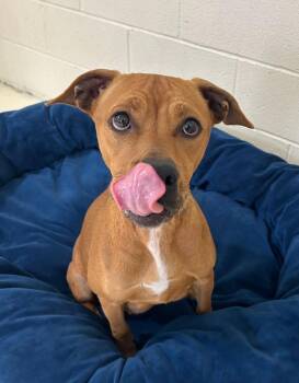 Mixed Breed Dogs Available for Adoption - URGENT Bella Marie Needs A Safe Place Now | PetCurious