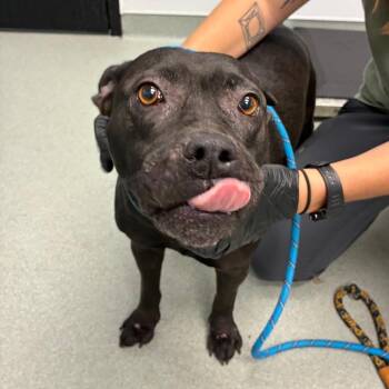 Nikki -  Pit Bull Terrier Dog Available for Adoption in Abilene, Texas - Nikki | PetCurious