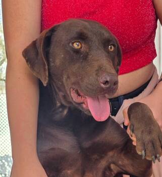 Chocolate Labrador Retriever Dogs Available for Adoption - Roosevelt | PetCurious