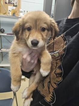 Zinger -  Mixed Breed Dog for Adoption in Munster, Indiana - Zinger | PetCurious