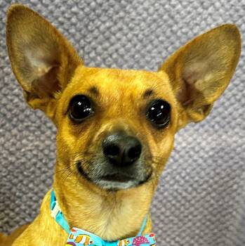 Rescue Chug Dogs for Adoption in Lodi, California - Arnold | PetCurious