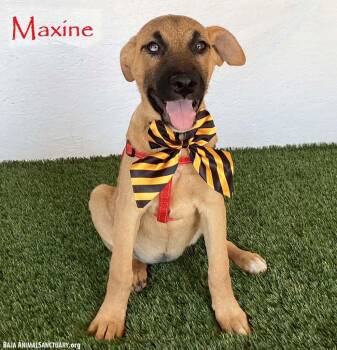Maxine -  Belgian Shepherd Malinois Dog for Adoption in San Diego, California - Maxine | PetCurious