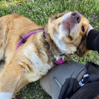 Australian Shepherd and Mixed Breed Dogs Available for Adoption in Fredericksburg, Virginia - Rodan | PetCurious