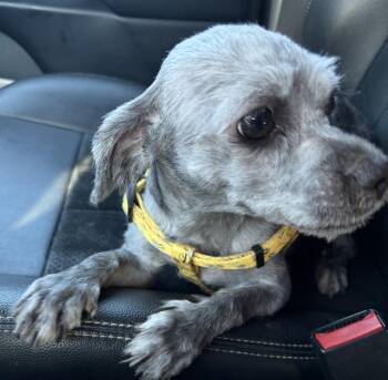 Diamond -  Shih Tzu Dog for Adoption in Smithfield, North Carolina - Diamond | PetCurious