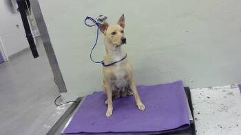 Chihuahua and Mixed Breed Dogs Available for Adoption in Houston, Texas - BUNNY | PetCurious