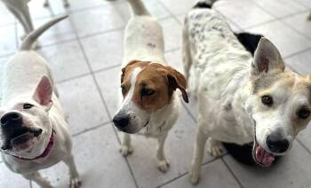 CAMILIA -  Foxhound Dog for Adoption in Langley Township, British Columbia - CAMILIA | PetCurious