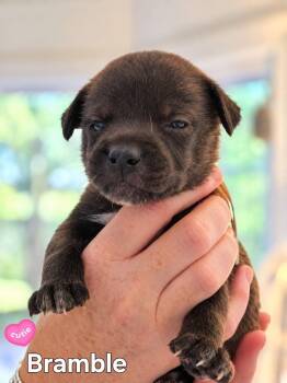 Bramble - Willow Mae Litter -  Mixed Breed Dog for Adoption in Holly Springs, North Carolina - Bramble - Willow Mae Litter | PetCurious