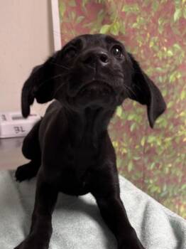 Labrador Retriever and Mixed Breed Dogs Available for Adoption - Rapunzel | PetCurious