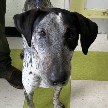 Mixed Breed Dogs Available for Adoption in Keaau, Hawaii - Laka (COH-A-67070) | PetCurious