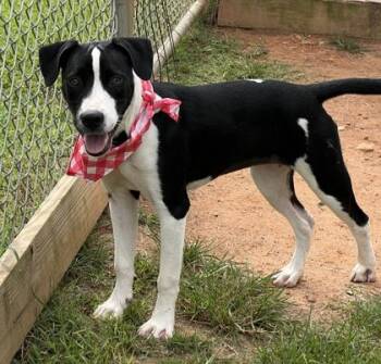 Inez $50 -  Border Collie and Mixed Breed Dog for Adoption in Seneca, South Carolina - Inez $50 | PetCurious