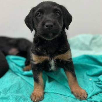 Beast -  Spaniel and Labrador Retriever Dog for Adoption in Bardonia, New York - Beast | PetCurious