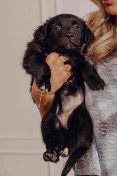 Shepherd and Mixed Breed Dogs Available for Adoption - Storm | PetCurious