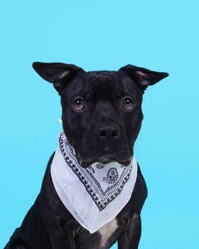 American Staffordshire Terrier Dogs Available for Adoption in Carrollton, Texas - Dozer | PetCurious