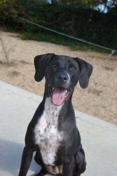 Rescue Labrador Retriever and Mixed Breed Dogs for Adoption in New Orleans, Louisiana - Curi | PetCurious