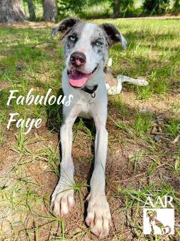 Catahoula Leopard Dog Dogs Available for Adoption in Magnolia, Texas - Fabulous Faye | PetCurious
