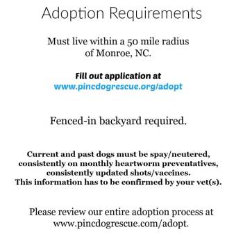Dottie -  American Bulldog Dog for Adoption in Charlotte, North Carolina - Dottie | PetCurious